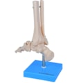 Esqueleto de Pé com Ossos Tornozelo-e4df5c83-c666-4c4f-b4ba-0e371ed10d31