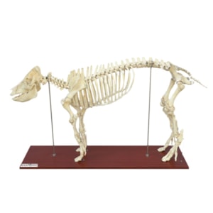 Esqueleto de Porco