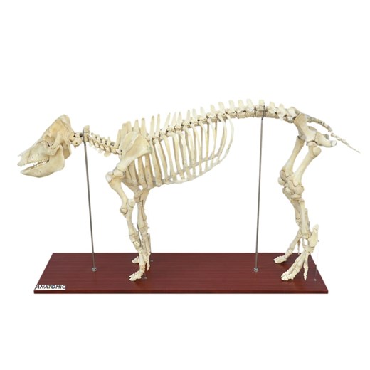Esqueleto de Porco