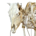 Esqueleto de Vaca-6f73ef9c-0819-4d37-b607-59dd834ea5eb