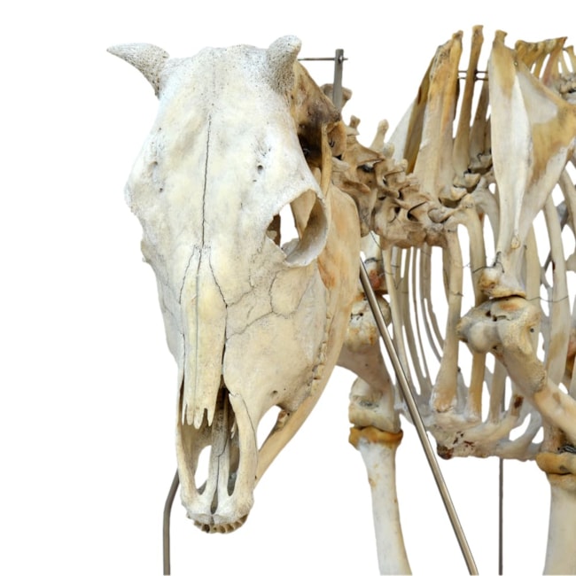 Esqueleto de Vaca-18cf15f8-1a1a-42a1-9837-c6c06888520c