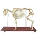 Esqueleto de Vaca-2a7a3a74-5849-4a53-9cd5-e6422237ec80