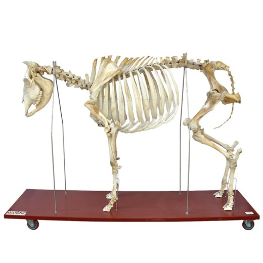 Esqueleto de Vaca