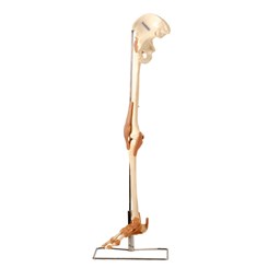 Esqueleto do Membro Inferior com Articulações e Suporte