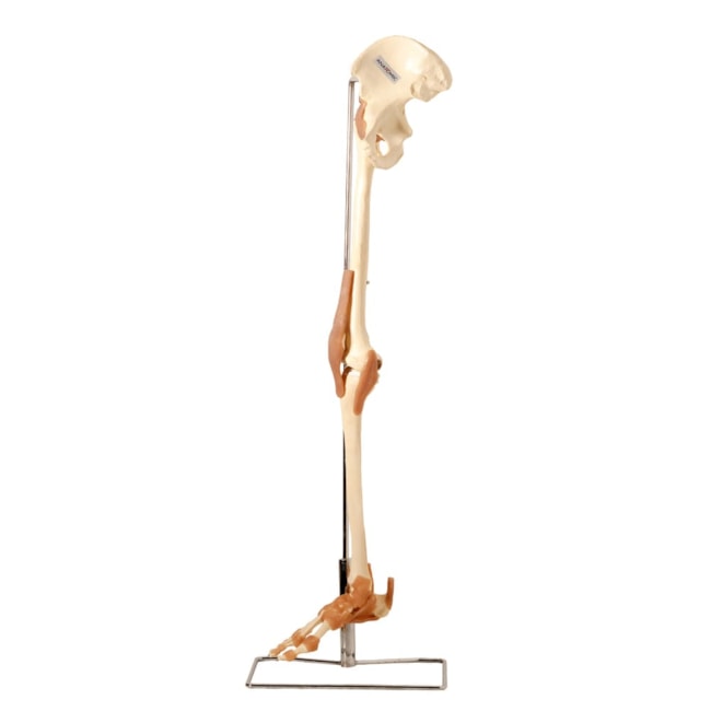 Esqueleto do Membro Inferior com Articulações e Suporte-e25de9f9-5116-44d1-8376-109d7db3820f