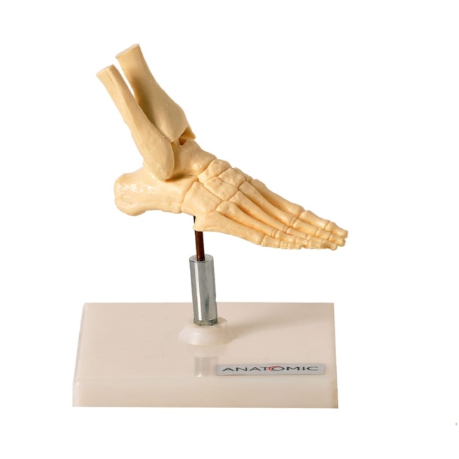 Esqueleto do Pé Tamanho Mini-dc0d11f9-5104-47e0-82f5-b37ae5e149be