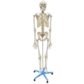 Esqueleto Humano 170 cm Com Rodas-b786fbe4-2df3-4707-b8cd-4bd2bd1a9cb4