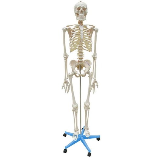 Esqueleto Humano 170 cm Com Rodas