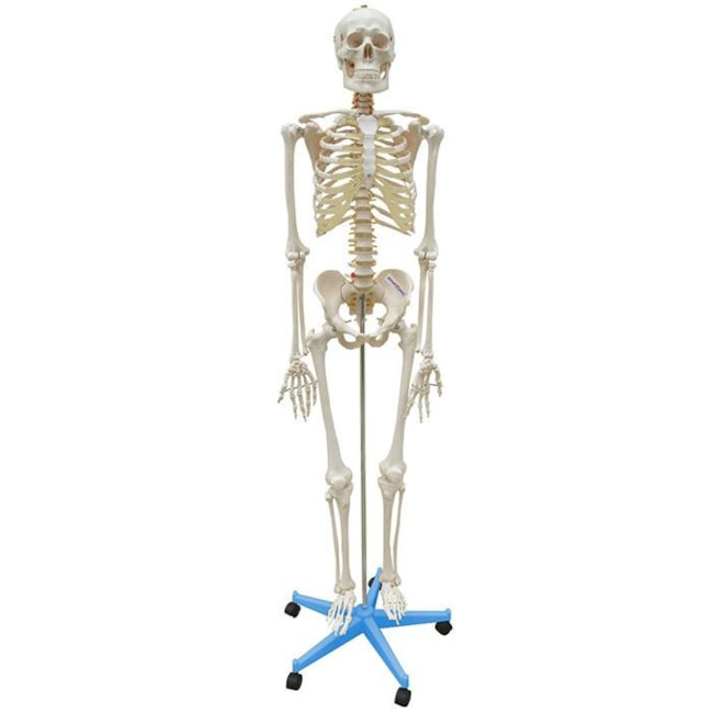 Esqueleto Humano 170 cm Com Rodas-d32880e6-7a37-47e7-985f-2faa91efb39a