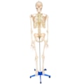 Esqueleto Humano 170 cm Com Rodas-17c2e44a-5ccb-435c-80d4-b062f9b733ef