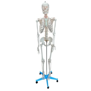 Esqueleto Humano 170cm Tamanho Natural com Suporte e Base com Rodas