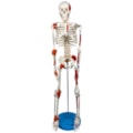 Esqueleto Humano 85cm com Inserções Musculares e Ligamentos-29344404-f8d5-419f-b693-b39d7c4fda77