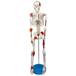 Esqueleto Humano 85cm com Inserções Musculares e Ligamentos