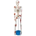 Esqueleto Humano 85cm com Inserções Musculares e Ligamentos-a4f0da3c-c57d-48a9-8125-ca506773d723
