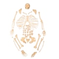 Esqueleto Humano Desarticulado-7a2c6c22-e8ed-4594-af92-b96a119c5a4c