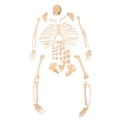 Esqueleto Humano Desarticulado-6dff370c-18f1-4a17-a64e-606b79840dcb