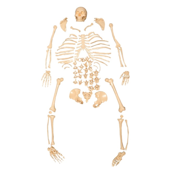 Esqueleto Humano Desarticulado-4c8baa85-3f0f-424c-8734-48e322ef392f