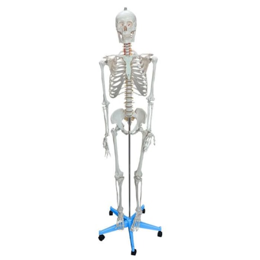 Esqueleto Humano Feminino 170cm Tamanho Natural com Suporte e Base com Rodas