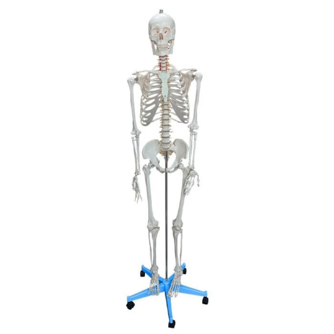 Esqueleto Humano Feminino 170cm Tamanho Natural com Suporte e Base com Rodas-8fec0eec-4b0e-4f93-9366-06c21e4b1da3
