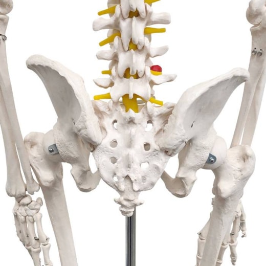 Esqueleto Humano Feminino 170cm Tamanho Natural com Suporte e Base com Rodas
