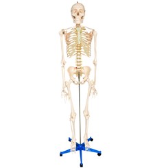 Esqueleto Padrão 170 cm Com Rodas