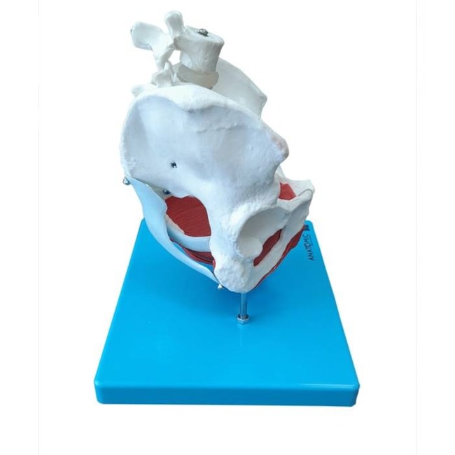 Esqueleto Pélvico com Útero 2 Partes-ec2ed024-d817-416b-9934-59e9925e90ee