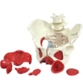 Esqueleto Pélvico com Útero 2 Partes-bebd6bb8-7591-4a71-aa92-5a2b86c3053c