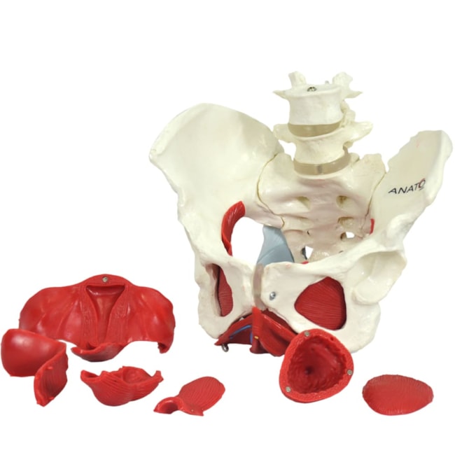 Esqueleto Pélvico com Útero 2 Partes-7a007d35-fa98-4312-b1f8-978c5f63c2d9