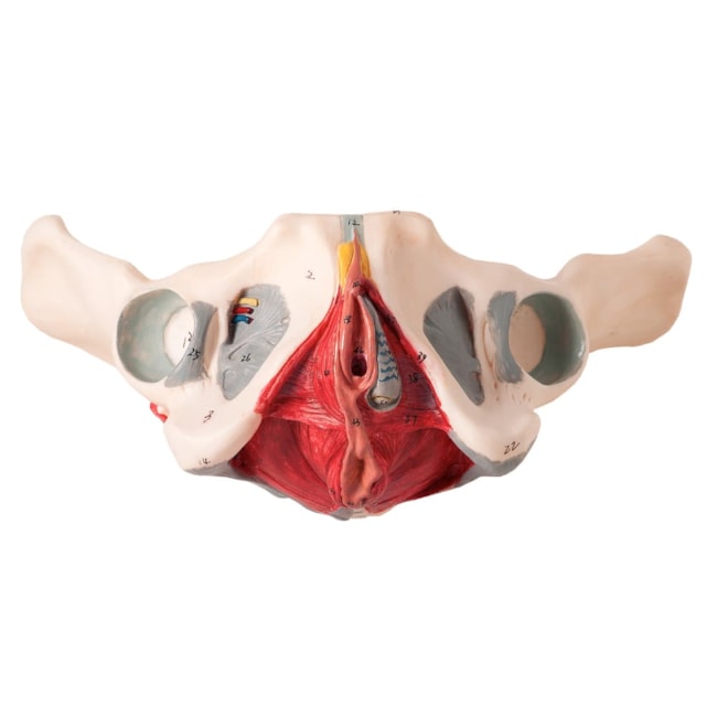 Esqueleto Pélvis Feminina Com Nervos e Ligamentos-40ad6b9d-afa7-42a5-832d-9b3070f4a605