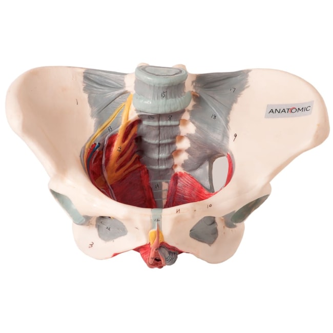 Esqueleto Pélvis Feminina Com Nervos e Ligamentos-058f67d5-4c2b-47f3-ae6b-3dd03b715748