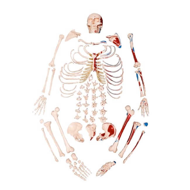 Esqueleto Tamanho Natural Desarticulado com Origem e Inserção Muscular-1186a281-72fc-4904-9f12-4a71f8b1e9f3