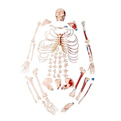 Esqueleto Tamanho Natural Desarticulado com Origem e Inserção Muscular