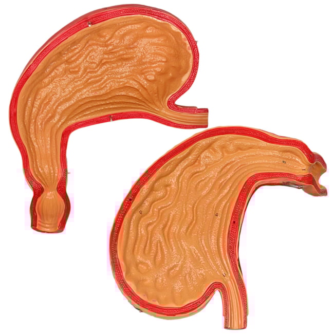 Estômago 3x Tamanho Natural 2 Partes-5f5539be-134a-4b59-9fdd-39f9727c80eb