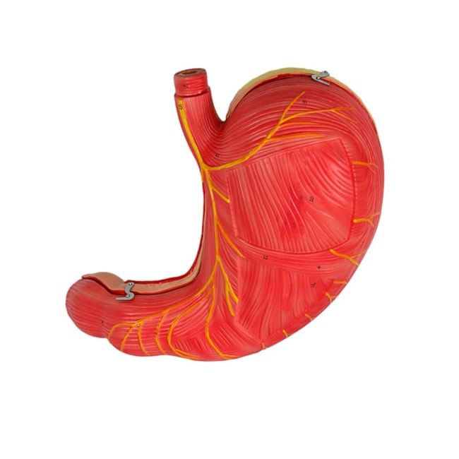 Estômago 3x Tamanho Natural 2 Partes-f20ec717-7a67-459a-aa3b-e1be65f8c80c