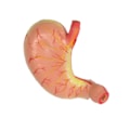 Estômago 3x Tamanho Natural 2 Partes-fd2c56ed-9137-4556-8357-c49f05cfbefb