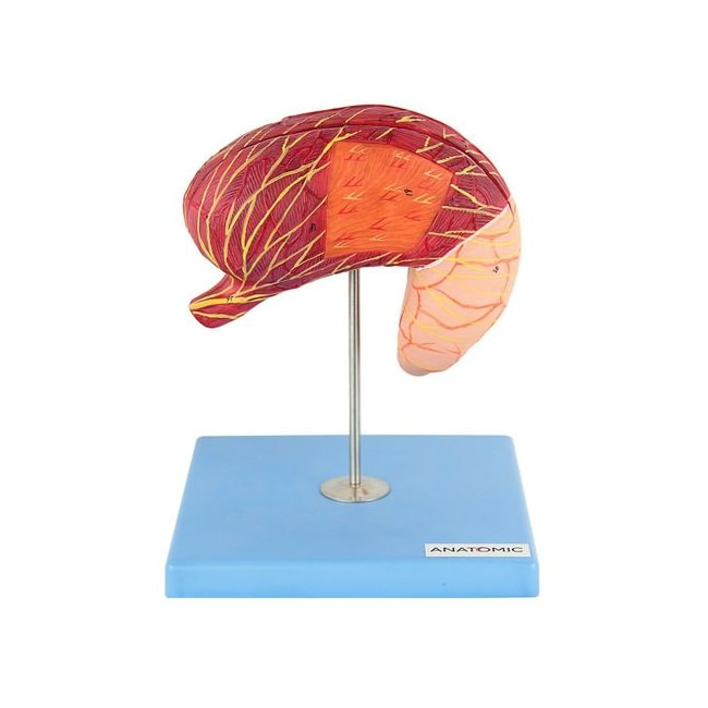 Estômago Luxo 2 partes-1b0fe7f3-592d-4c6b-a729-3b3ede763a5f