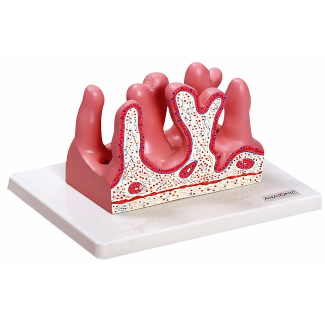 Face Interna do Jejuno-1e9a39a7-6cf3-4493-9567-5cce535fd286