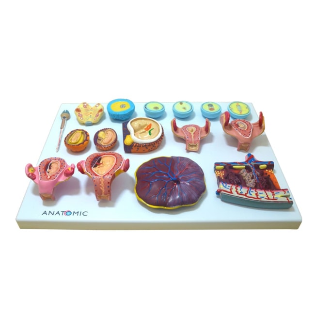 Fertilização Humana e Embriogenia Inicial-e0ab68e2-4947-43e3-954f-67f1b86f569e