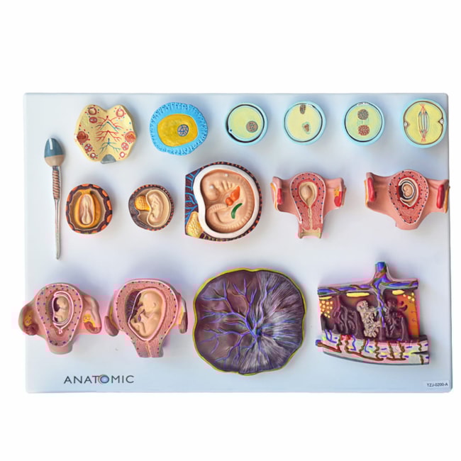 Fertilização Humana e Embriogenia Inicial-6e81994d-c80d-4b6f-95b8-b119c288110d