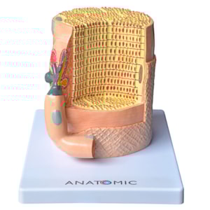Fibra Muscular Ampliada