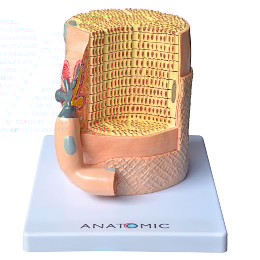 Fibra Muscular Ampliada