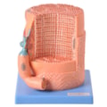 Fibra Muscular Ampliada-e73655fe-ae79-43ea-995a-269f373bd058