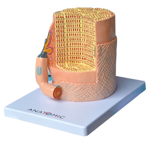 Fibra Muscular Ampliada