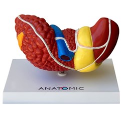 Fígado com Patologia