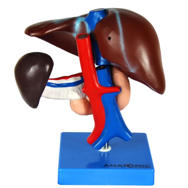 Fígado Com Vesícula Biliar Pâncreas e Duodeno-b51f0a43-f884-4bff-a603-fa591a78de06
