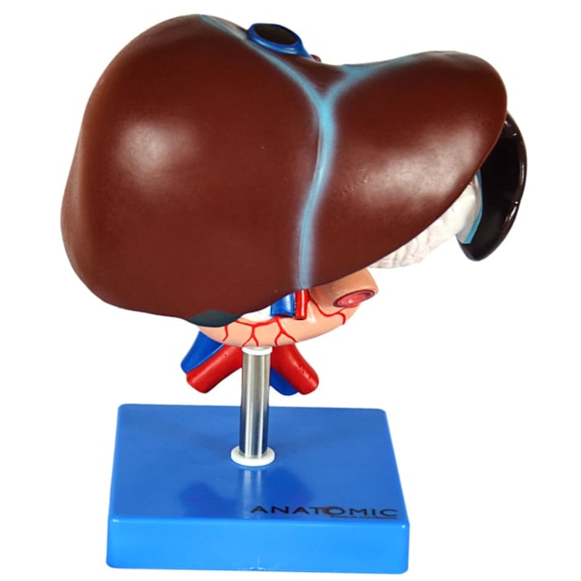 Fígado Com Vesícula Biliar Pâncreas e Duodeno-4151a945-b2be-4f0a-9565-e36923f50faf