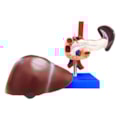 Fígado Com Vesícula Biliar Pâncreas e Duodeno-ad2bee18-1c95-45ce-81d7-d59b005be925