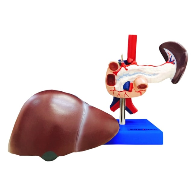 Fígado Com Vesícula Biliar Pâncreas e Duodeno-65a168bf-f636-4650-a374-edbcff3e66f2