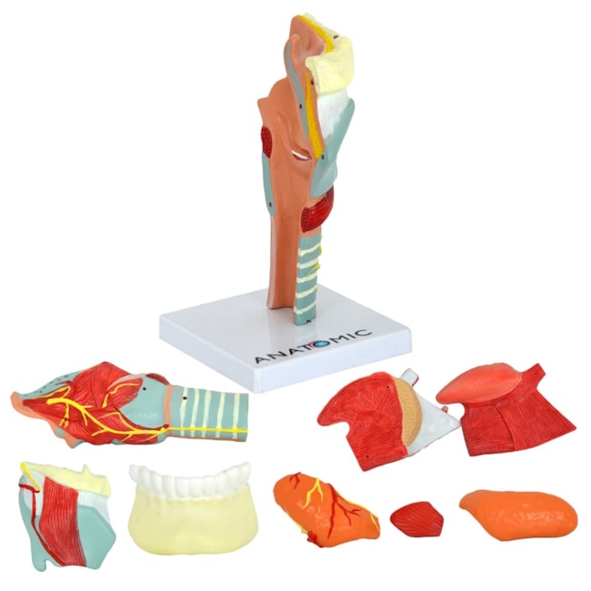 Garganta Ampliada Com Arcada e Língua em 10 Partes-c3d84280-7ef0-4fde-b6a8-1cab349ec747