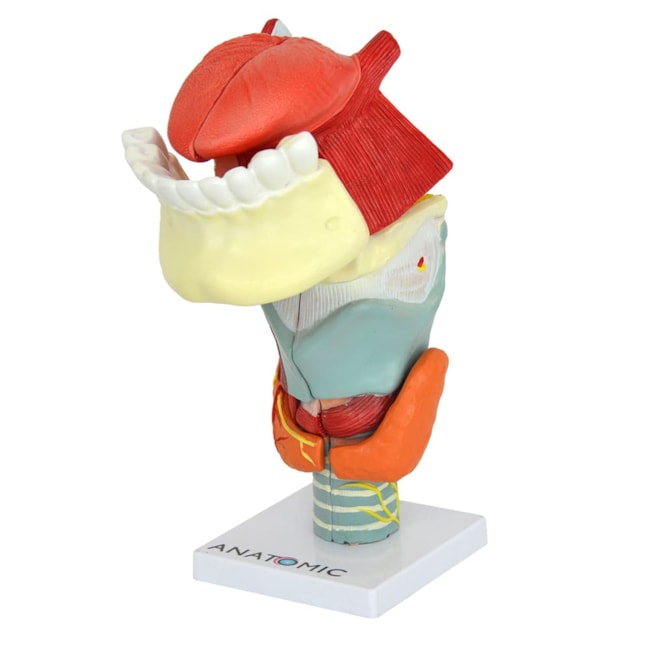 Garganta Ampliada Com Arcada e Língua em 10 Partes-95d8a27e-07fb-47aa-ba8a-001cb9a67d13